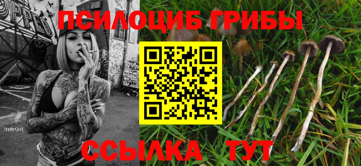 Псилоцибиновые грибы Psilocybe Тосно