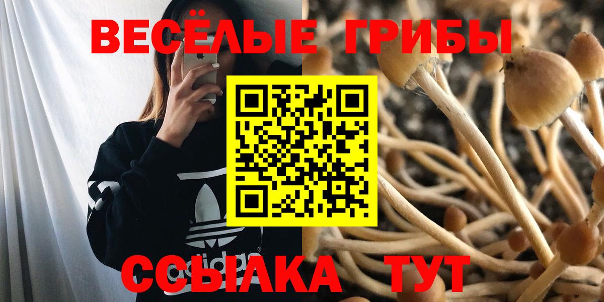 Галлюциногенные грибы MAGIC MUSHROOMS  Галлюциногенные грибы Cubensis  Тосно  Вход с VPN 