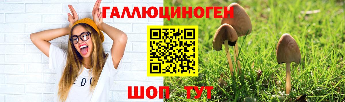 Псилоцибиновые грибы Psilocybe  Тосно  Галлюциногенные грибы GOLDEN TEACHER 