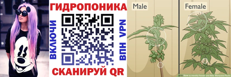 МАРИХУАНА сатива Тосно